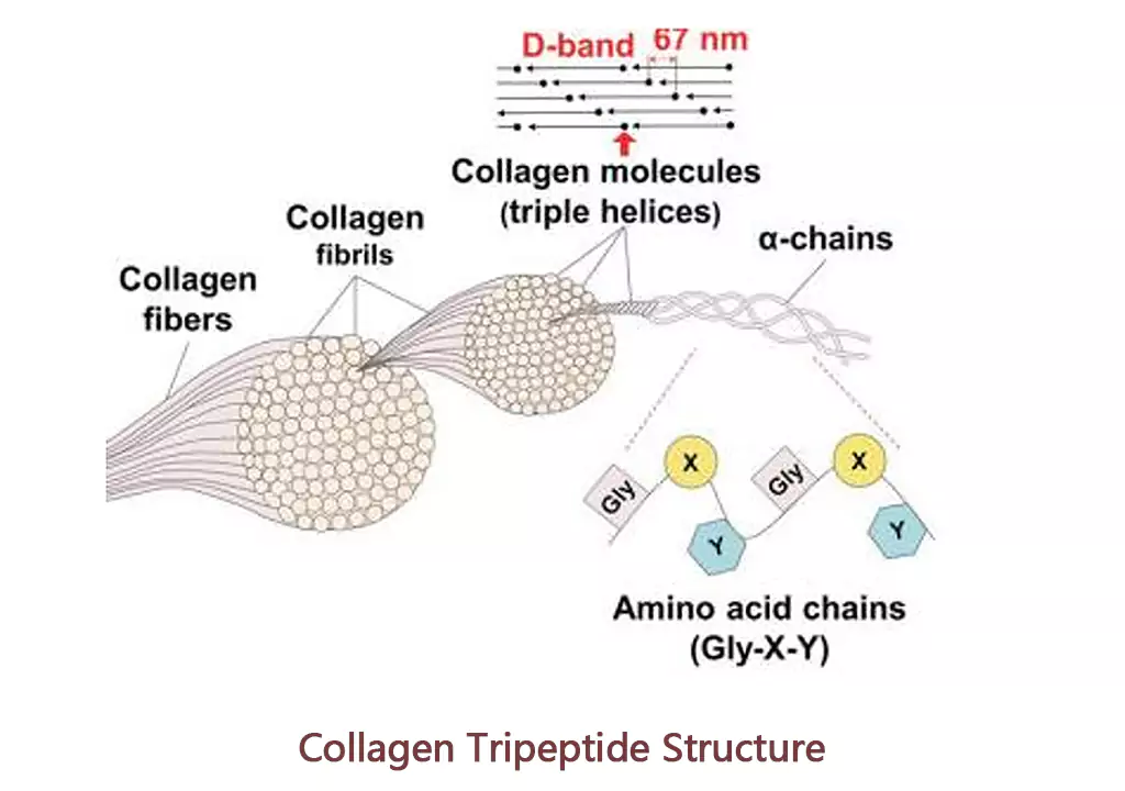 Collagen Tripeptide Structure